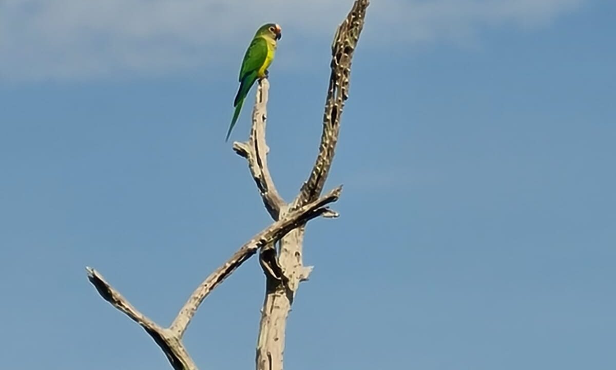 fauna de olhos dagua um paraiso em Alexânia