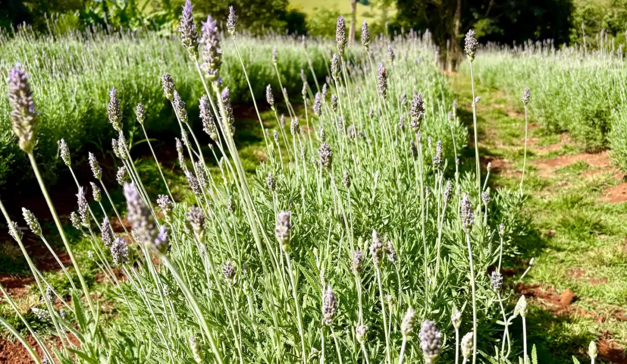 campos-de-lavanda-em-faxinal-pr